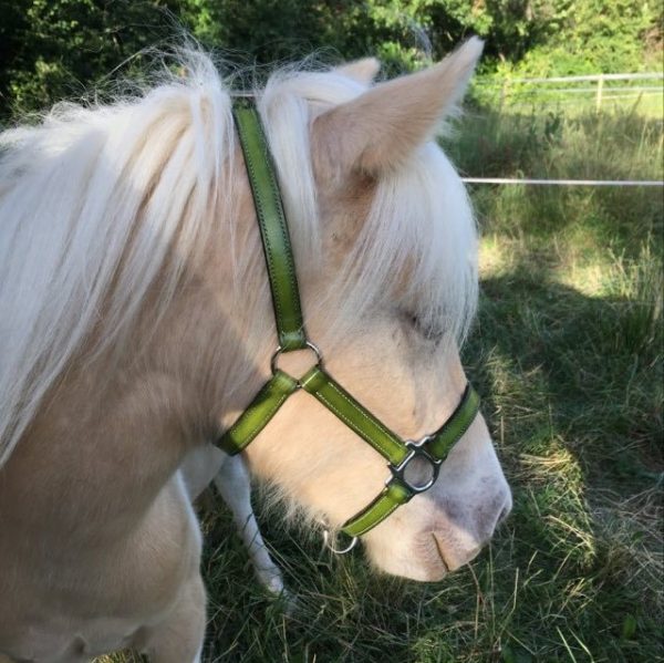 Licol Cuir semi-mesure