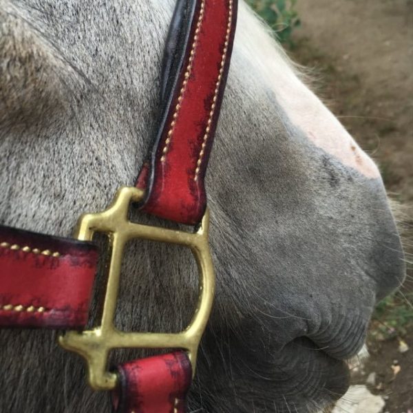 Licol Cuir semi-mesure