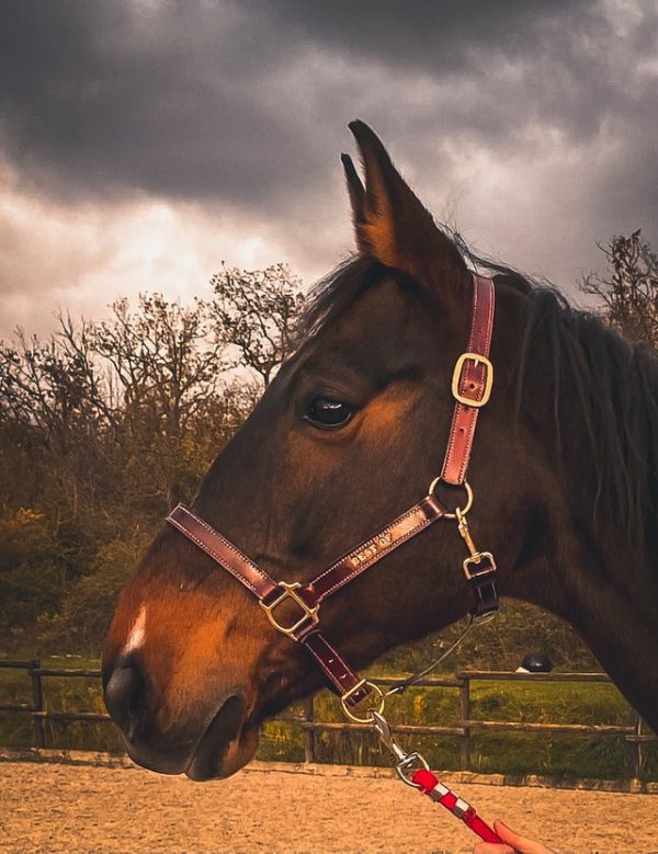 Licol Cuir semi-mesure